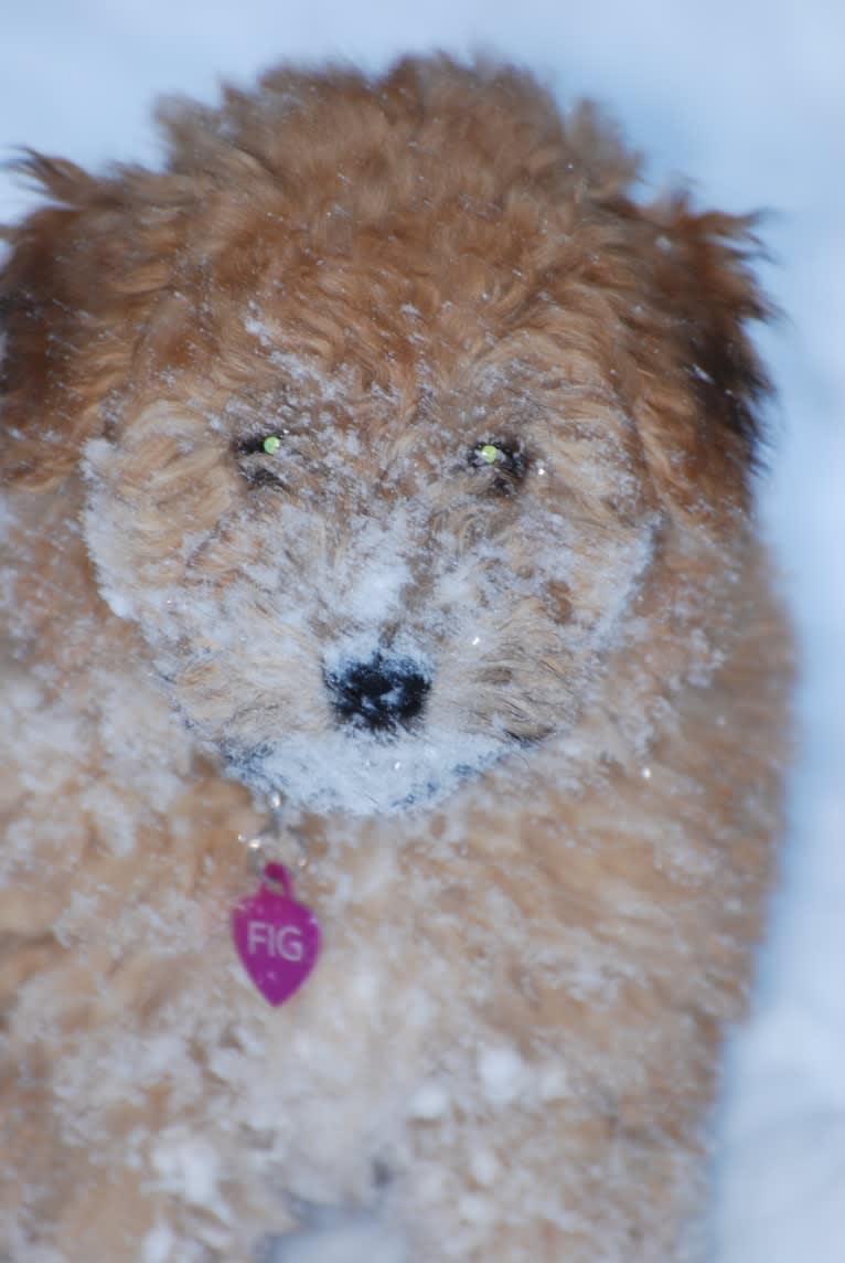 Fig, a Soft Coated Wheaten Terrier and Miniature Schnauzer mix tested with EmbarkVet.com