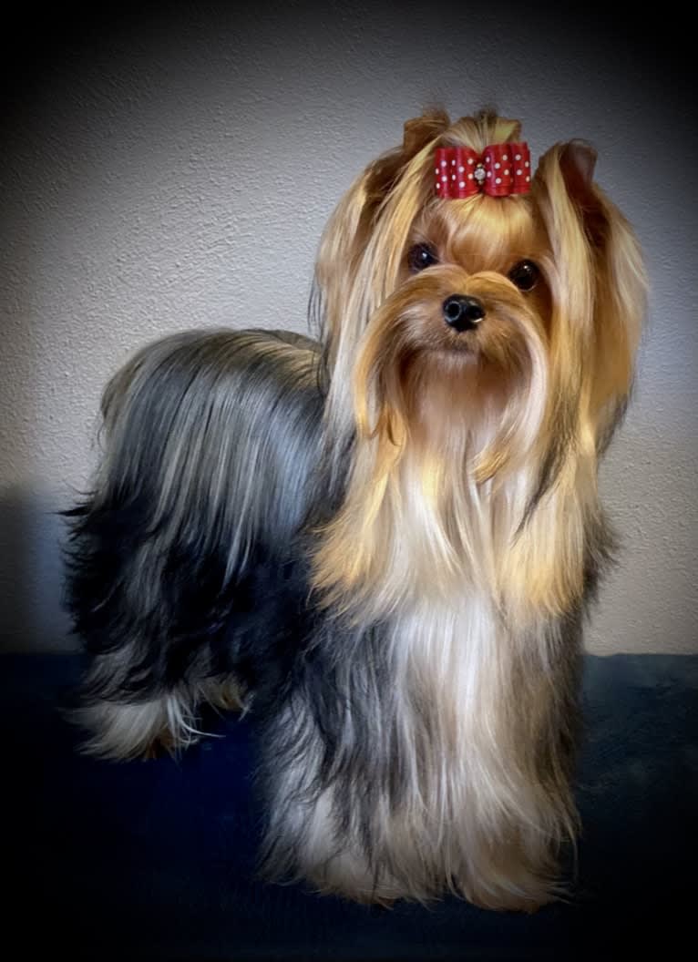 Monroe, a Yorkshire Terrier tested with EmbarkVet.com