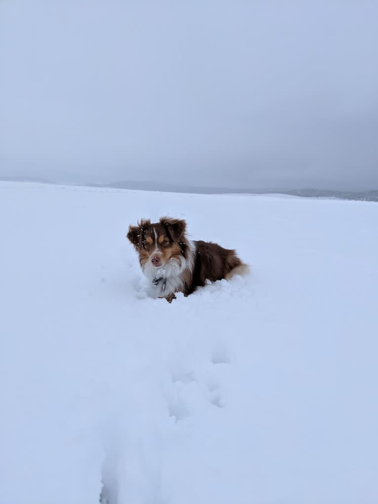 Miss Moneypenny, an Australian Shepherd tested with EmbarkVet.com