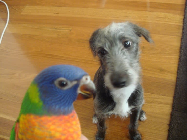 Joey, a Bedlington Terrier and Russell-type Terrier mix tested with EmbarkVet.com