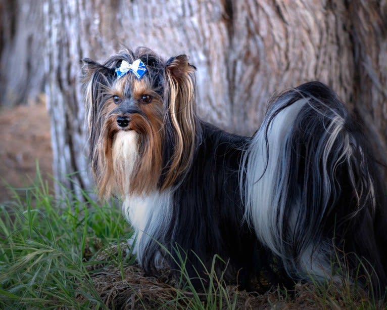 Elvis, a Biewer Terrier tested with EmbarkVet.com
