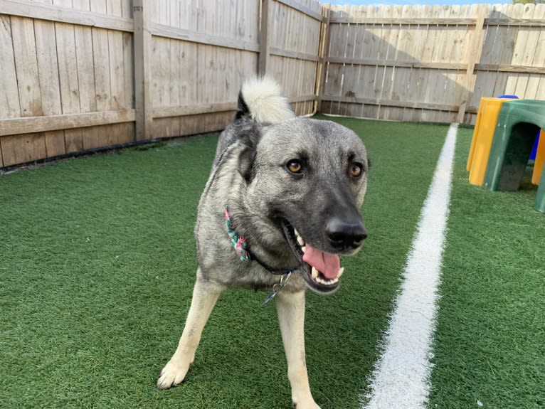 Smokey, a Norwegian Elkhound tested with EmbarkVet.com