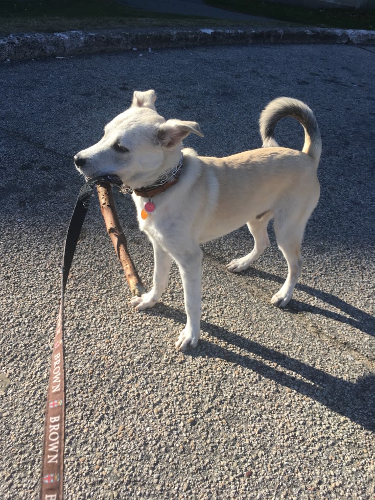 Philip, an American Pit Bull Terrier and Australian Shepherd mix tested with EmbarkVet.com