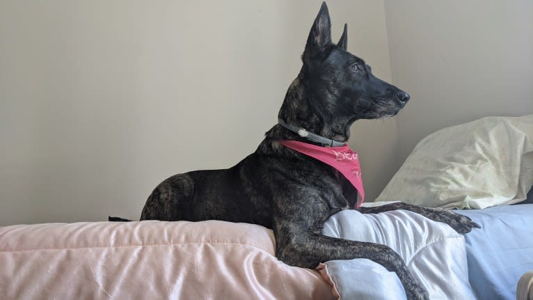 Mako, a Dutch Shepherd tested with EmbarkVet.com