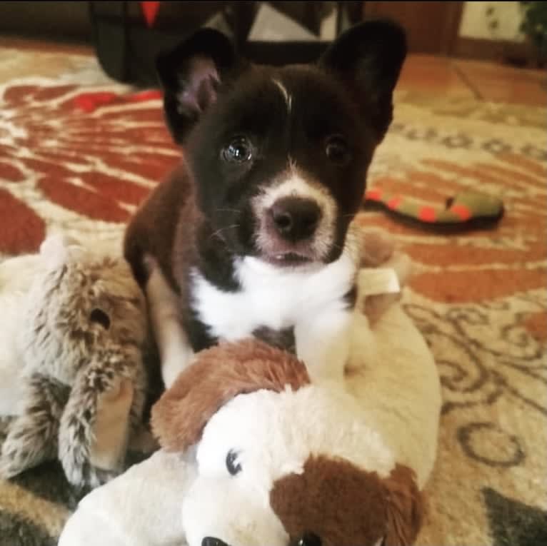 Cooper, a Pembroke Welsh Corgi and Russell-type Terrier mix tested with EmbarkVet.com