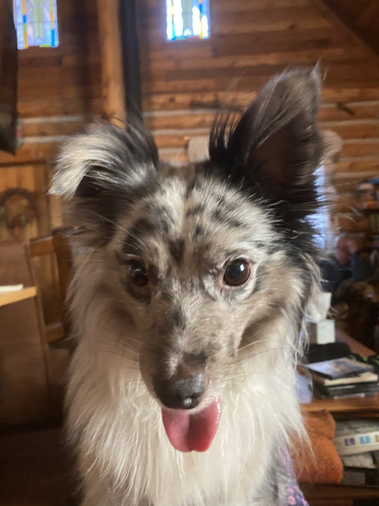 Max, an Australian Shepherd tested with EmbarkVet.com