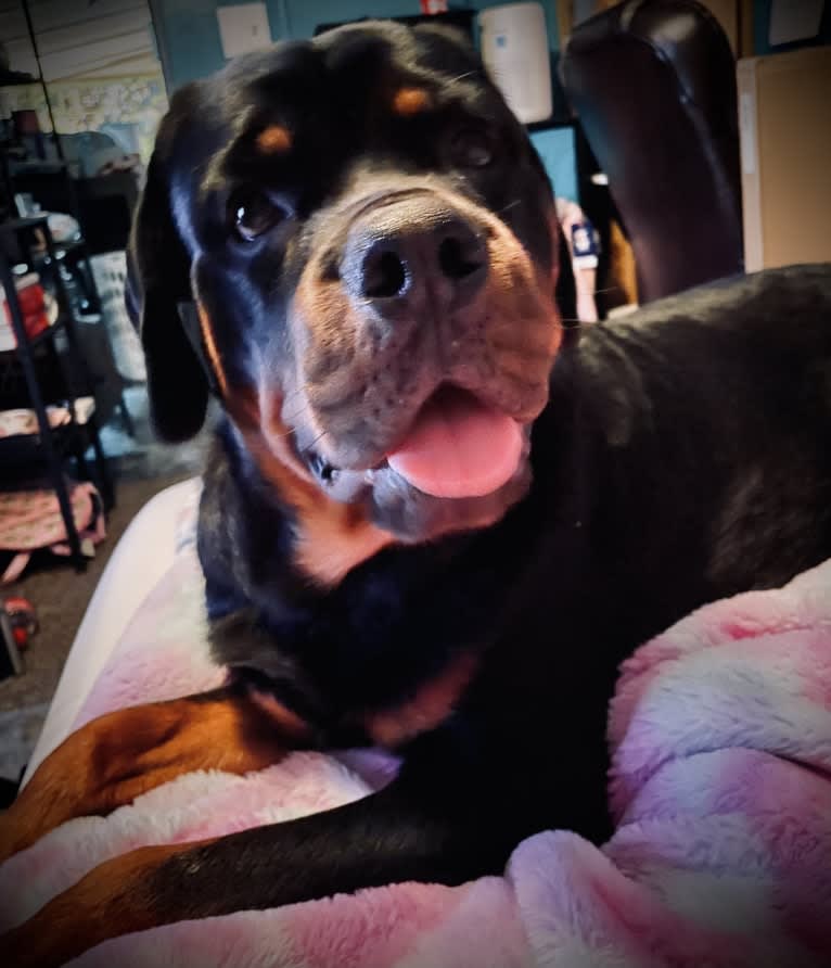 Chompy, a Rottweiler tested with EmbarkVet.com