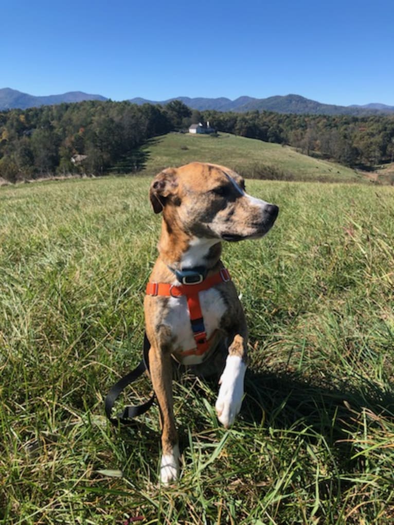 Otto, an American Pit Bull Terrier and Boxer mix tested with EmbarkVet.com