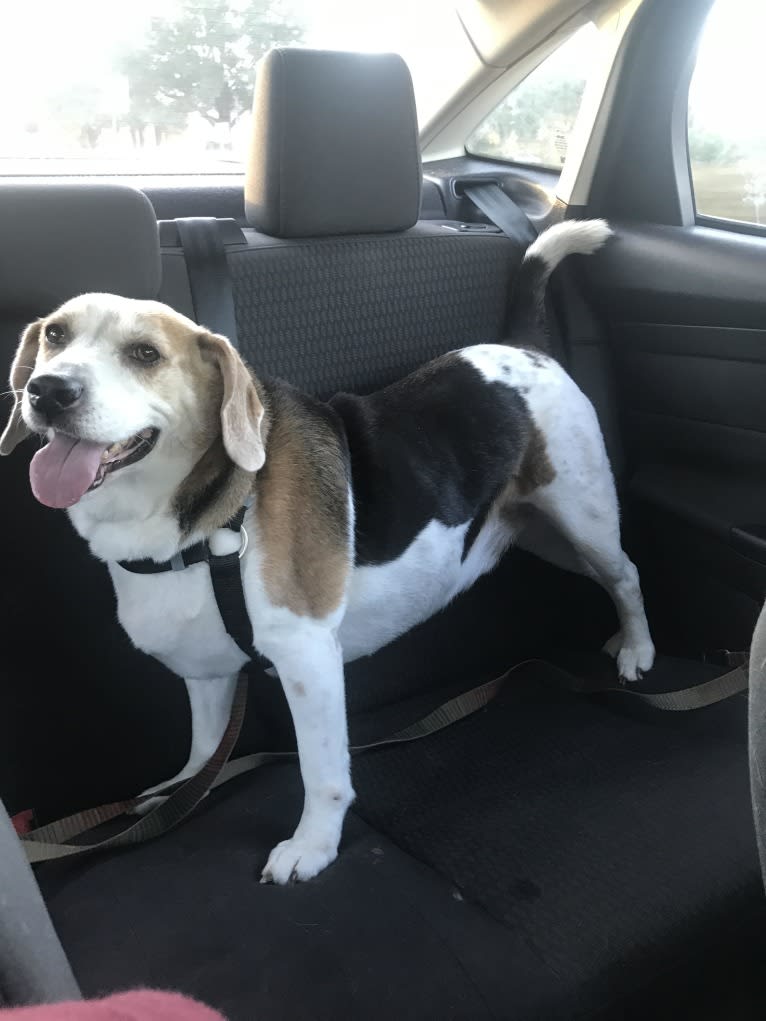 Watson, a Beagle and American Eskimo Dog mix tested with EmbarkVet.com