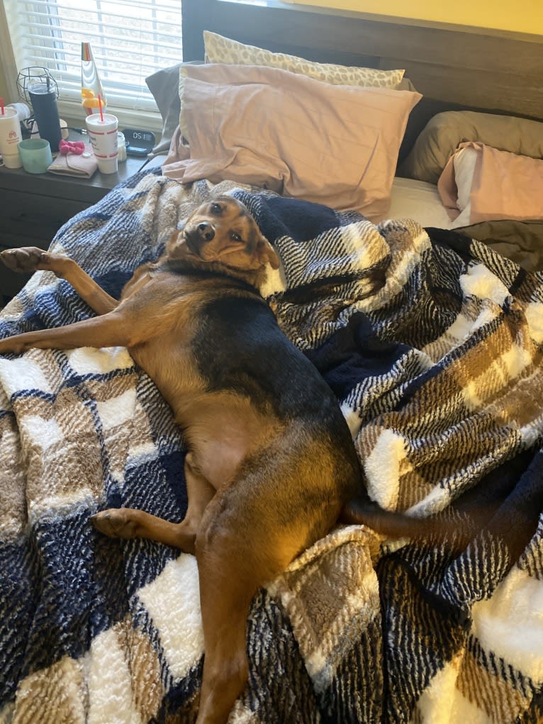 Tommy, an Australian Cattle Dog and German Shepherd Dog mix tested with EmbarkVet.com