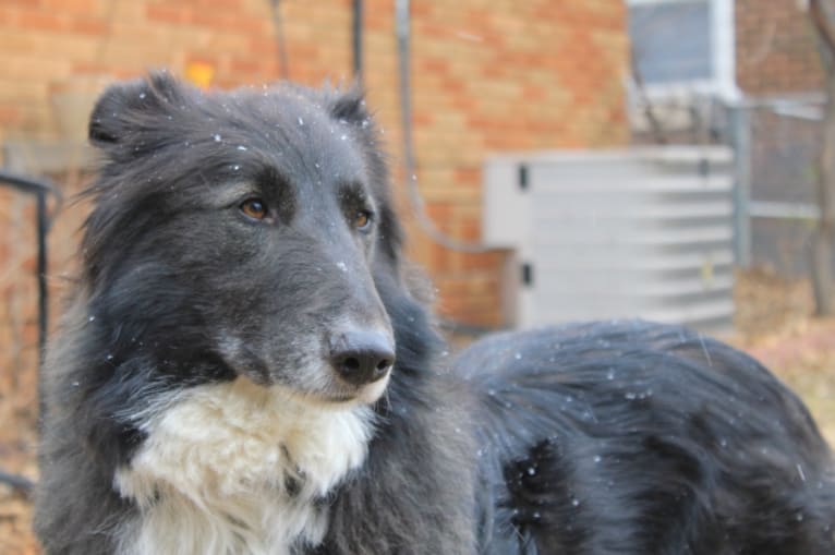 Ranger, a Collie and German Shepherd Dog mix tested with EmbarkVet.com