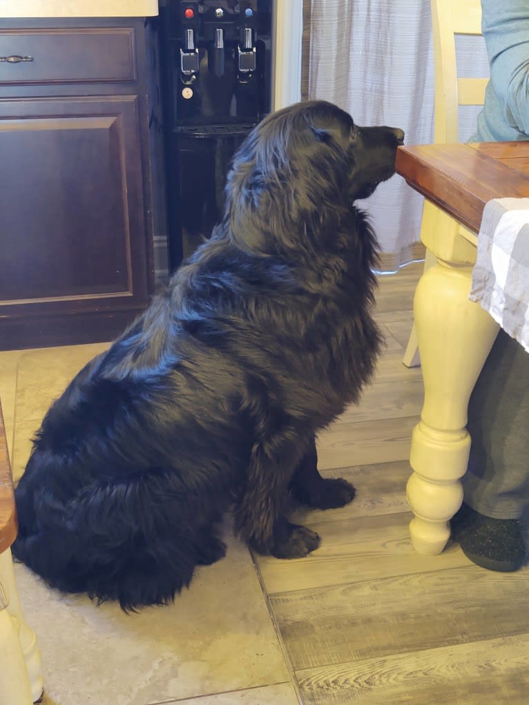 Molly, a Newfoundland tested with EmbarkVet.com