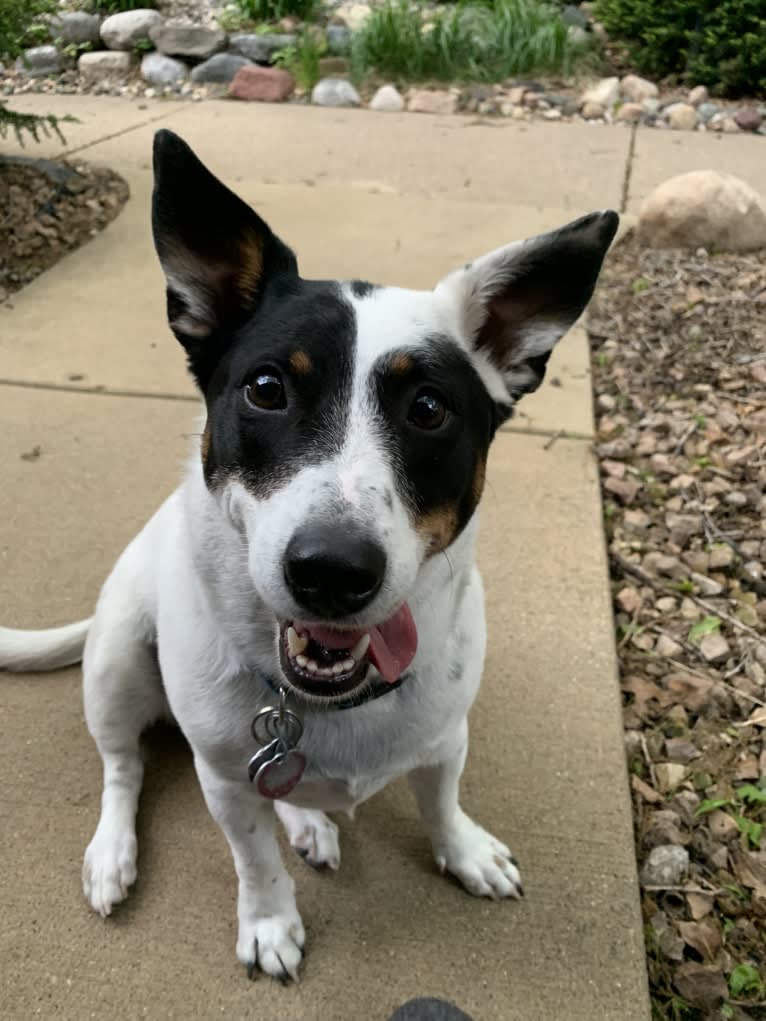 Dottie, an Australian Cattle Dog and Chihuahua mix tested with EmbarkVet.com