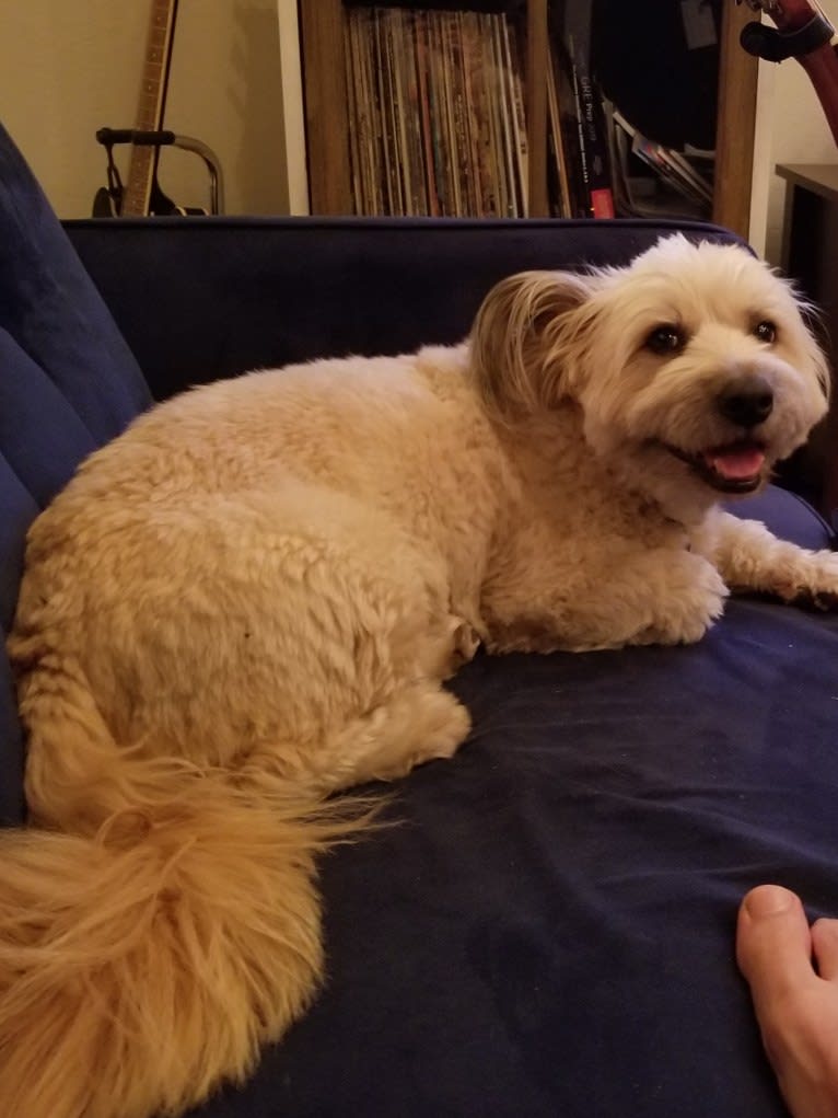 Gandalf, a Poodle (Small) and American Pit Bull Terrier mix tested with EmbarkVet.com