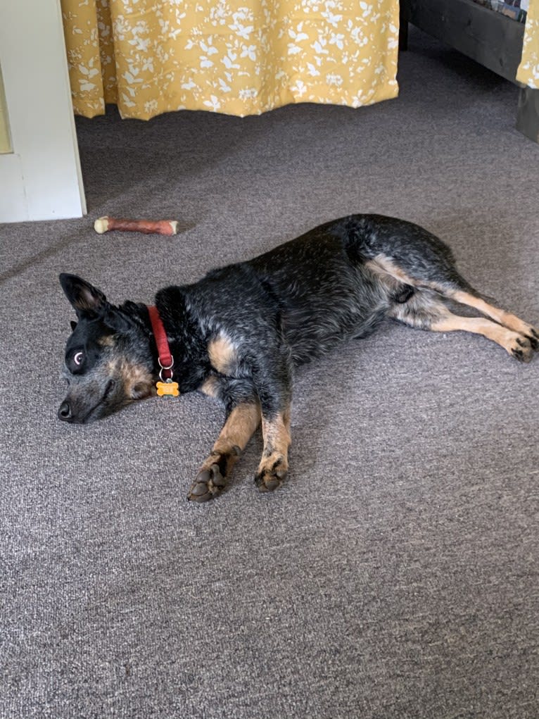 Rush, an Australian Cattle Dog tested with EmbarkVet.com