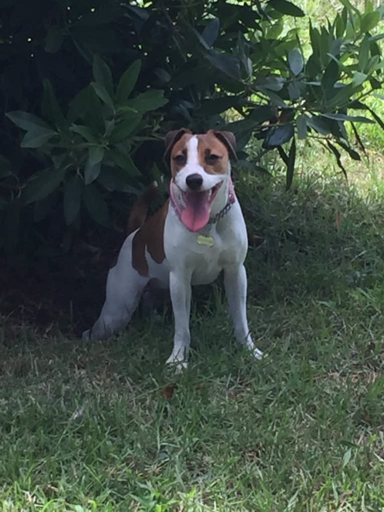 Scoot, a Russell-type Terrier tested with EmbarkVet.com