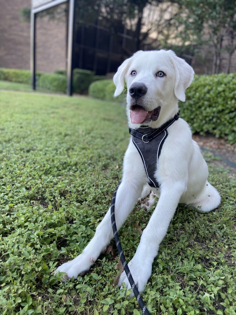 Kai, a Great Pyrenees and Alaskan Malamute mix tested with EmbarkVet.com