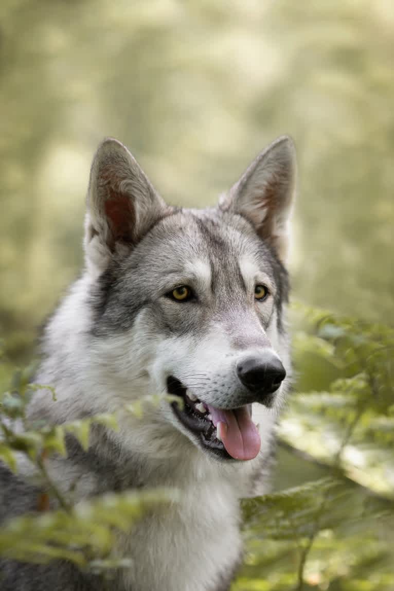 Tyr, a Saarloos Wolfdog tested with EmbarkVet.com
