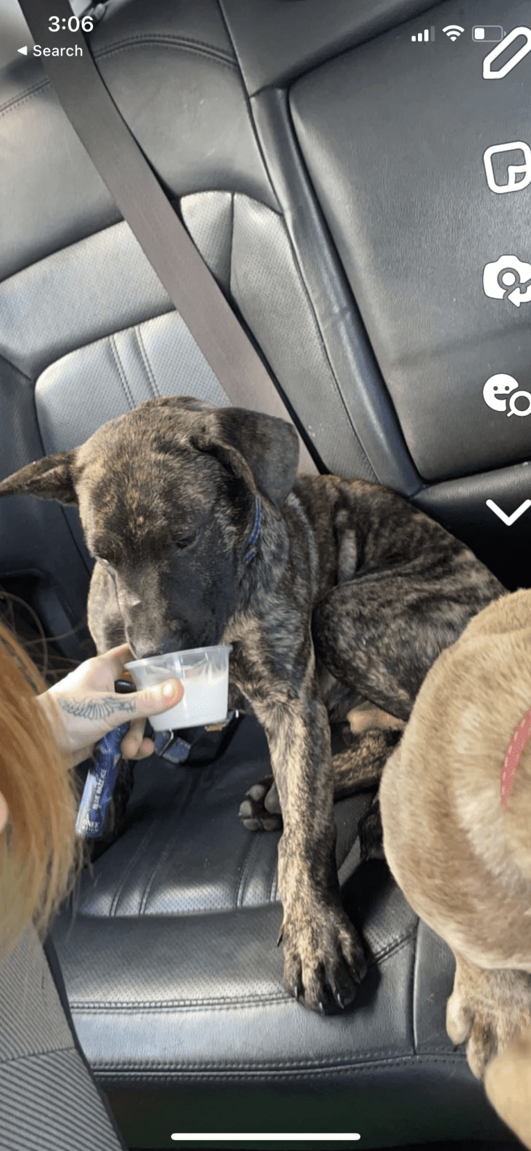 Duke, an American Pit Bull Terrier and Siberian Husky mix tested with EmbarkVet.com
