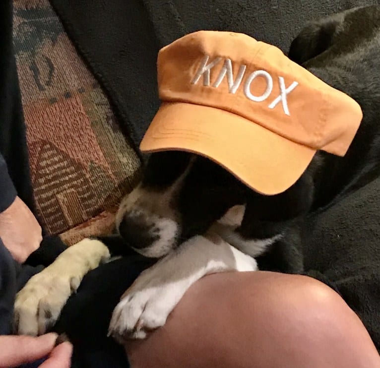 Knox, an Akita and Labrador Retriever mix tested with EmbarkVet.com