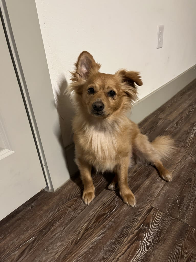 Lincoln, a Pomchi (9.3% unresolved) tested with EmbarkVet.com