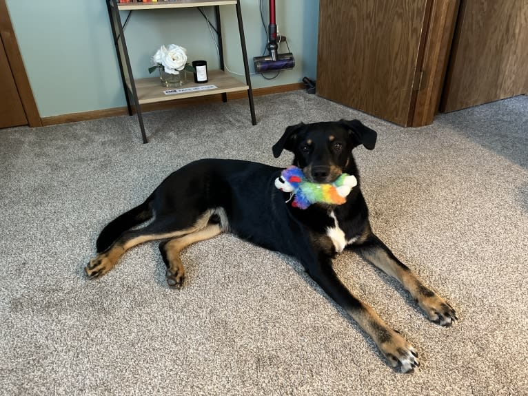 Jasper, an Australian Shepherd and Labrador Retriever mix tested with EmbarkVet.com