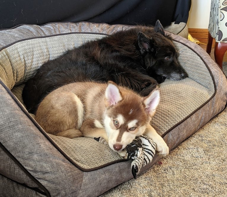 Gambit, a Siberian Husky and Australian Shepherd mix tested with EmbarkVet.com