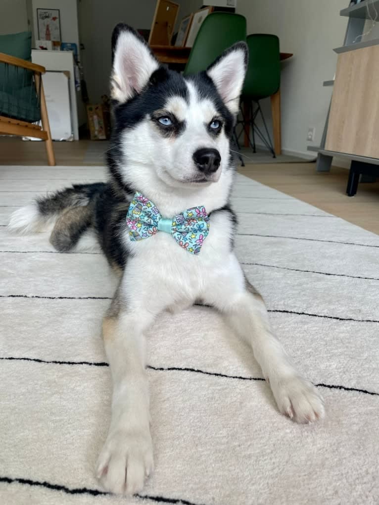 Loki, a Pomsky tested with EmbarkVet.com