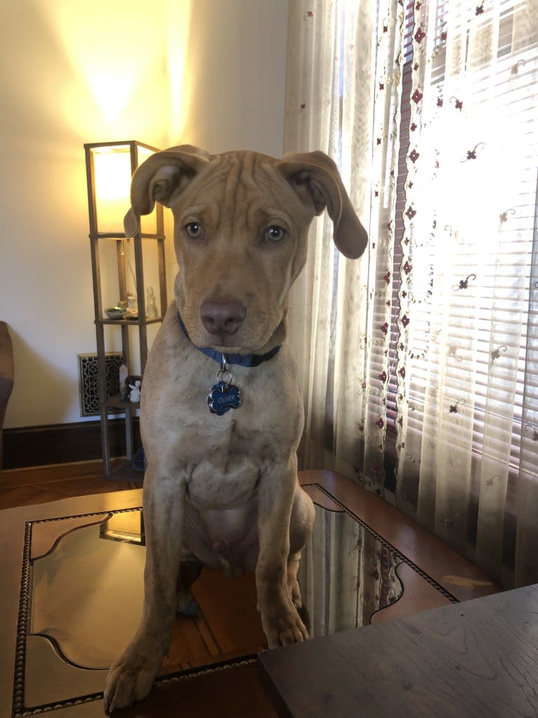 Oliver AKA Ollie, an American Pit Bull Terrier and Labrador Retriever mix tested with EmbarkVet.com