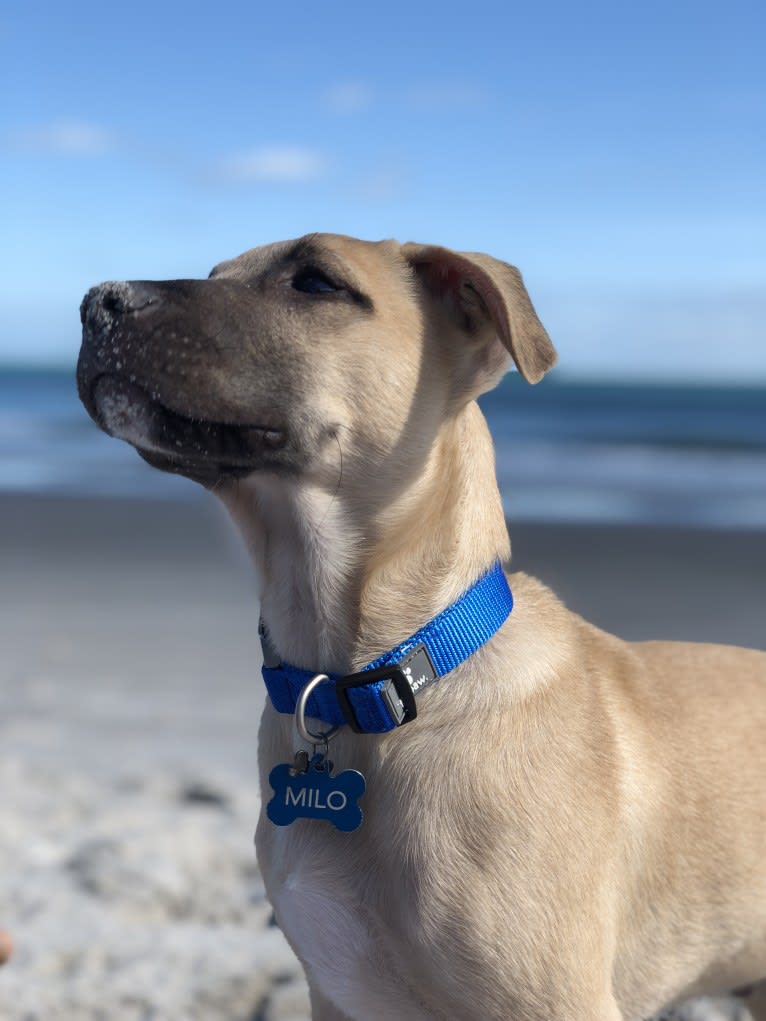 Milo, an American Pit Bull Terrier and Labrador Retriever mix tested with EmbarkVet.com