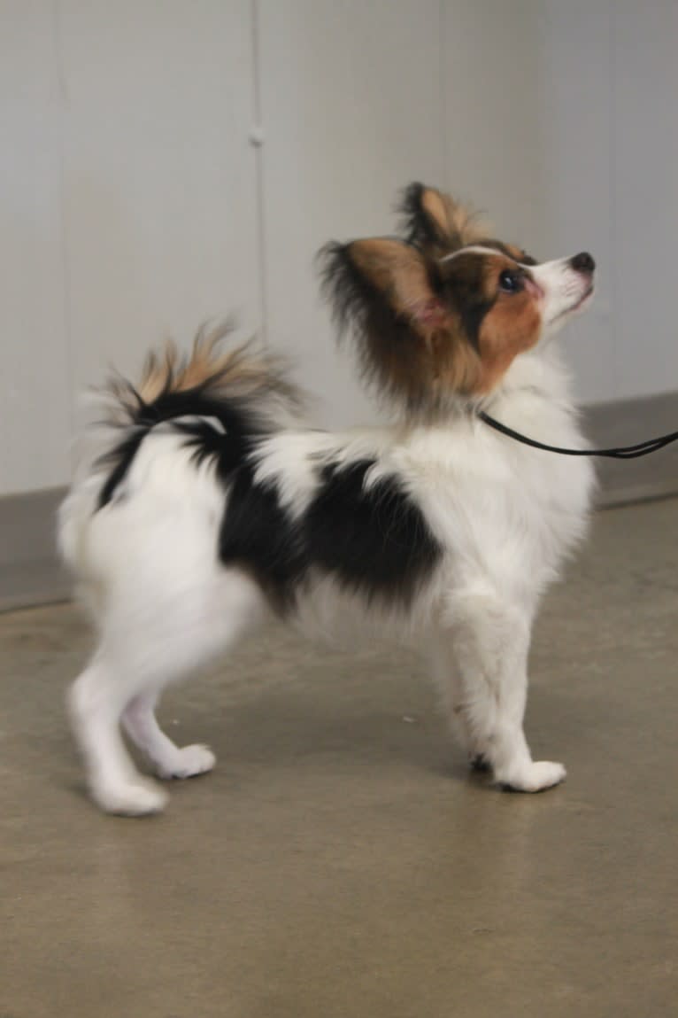 Cowboy, a Papillon tested with EmbarkVet.com