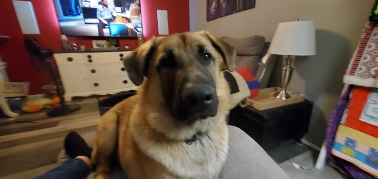 Bear, a German Shepherd Dog and Australian Cattle Dog mix tested with EmbarkVet.com