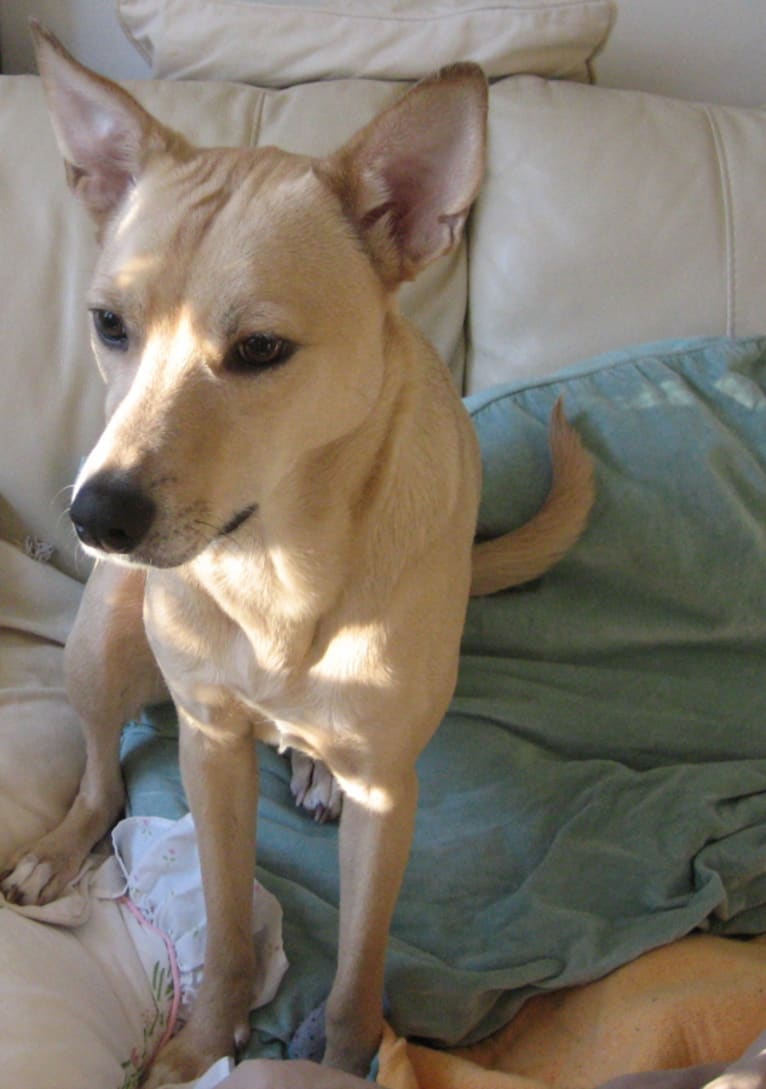 muggsy, an American Village Dog tested with EmbarkVet.com