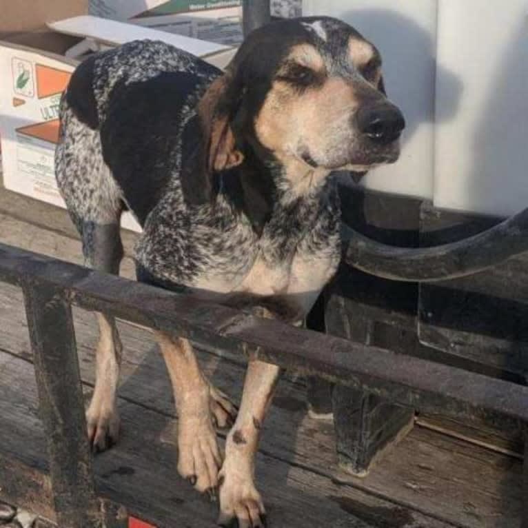 Jyn, a Bluetick Coonhound tested with EmbarkVet.com