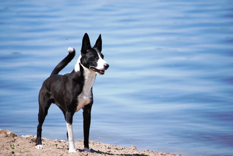 Flint, a Border Collie and McNab mix tested with EmbarkVet.com