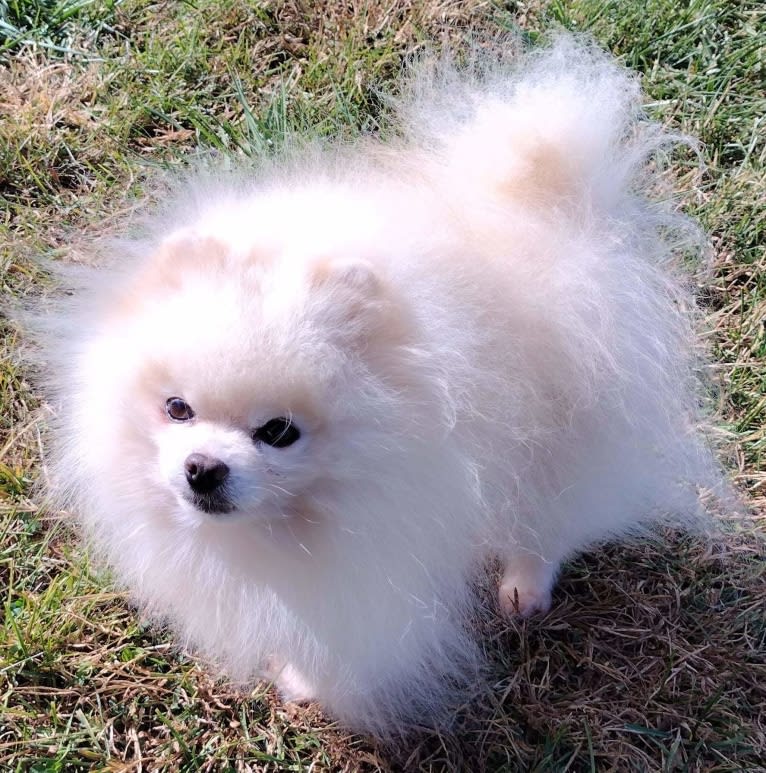 Avalanche, a Pomeranian tested with EmbarkVet.com