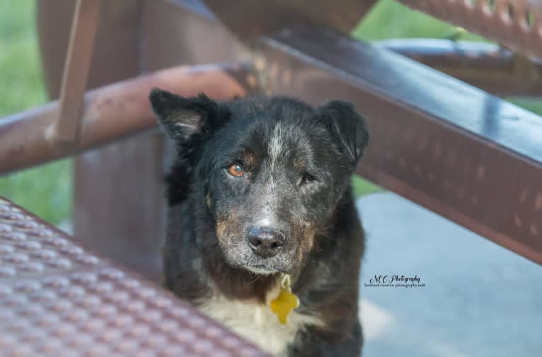 Leonard a.k.a Lenny (Rescue Rovers Novak), an Australian Cattle Dog and American Pit Bull Terrier mix tested with EmbarkVet.com