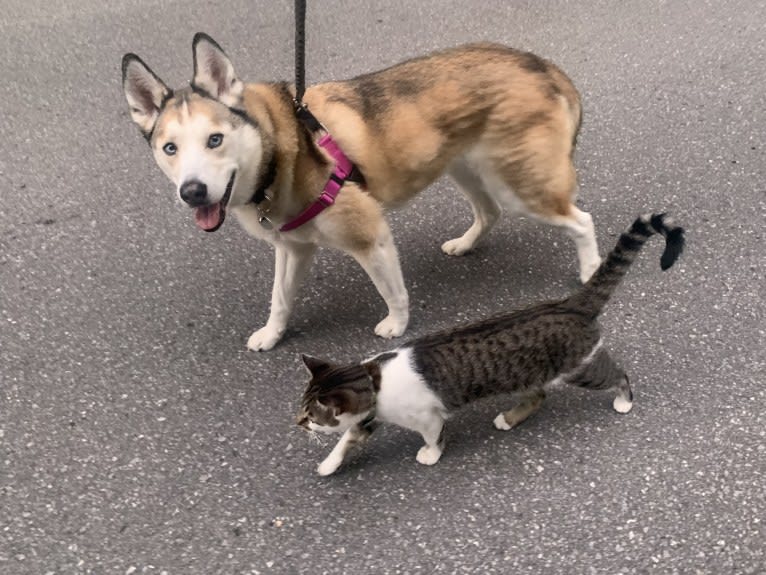 Holly, a Siberian Husky and Alaskan Malamute mix tested with EmbarkVet.com