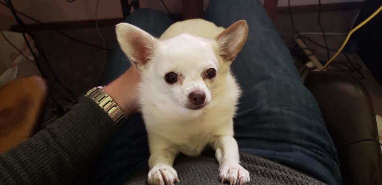 Hannah Joy, a Chihuahua and Papillon mix tested with EmbarkVet.com