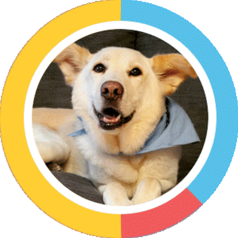 Shiloh, a German Shepherd Dog and Labrador Retriever mix tested with EmbarkVet.com