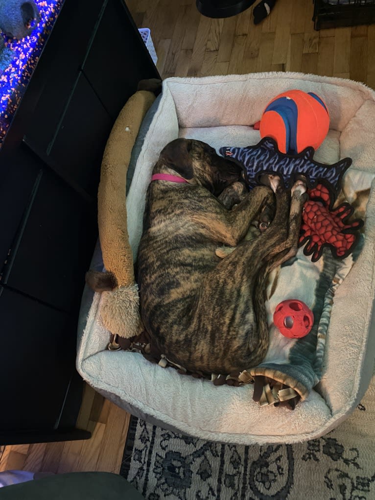 Lillie, a Perro de Presa Canario tested with EmbarkVet.com