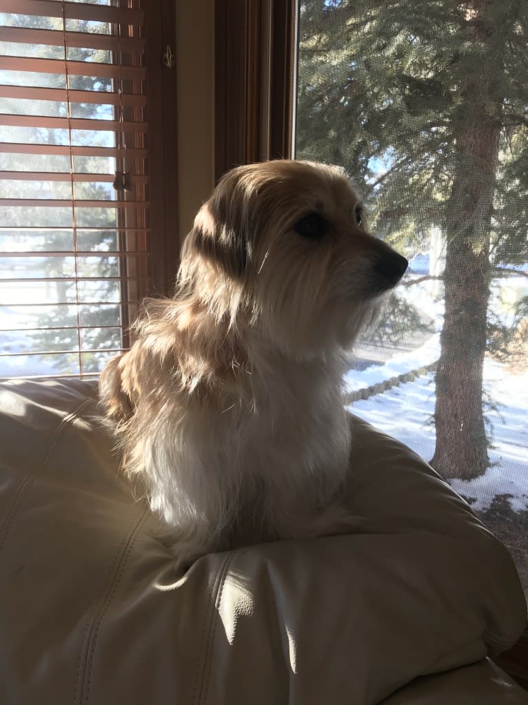 Winham’s Cowboy Cody of Cowgirl Cotons, a Coton de Tulear tested with EmbarkVet.com