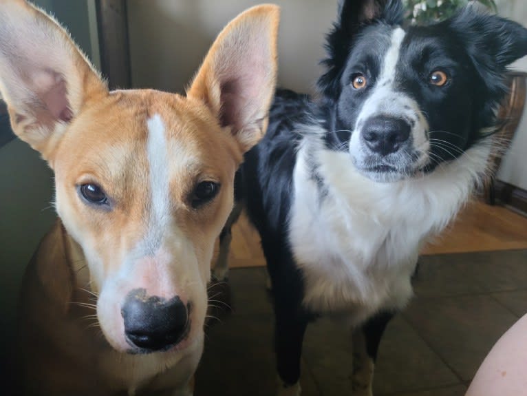 Cid, a Boxer and Australian Cattle Dog mix tested with EmbarkVet.com