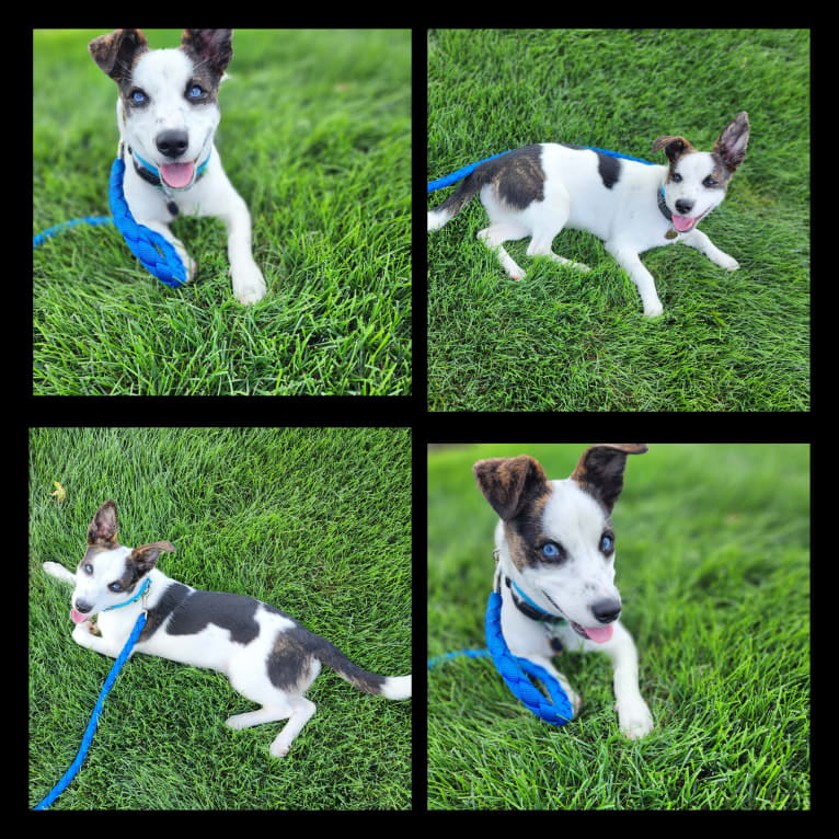 Blue, an American Pit Bull Terrier and Australian Cattle Dog mix tested with EmbarkVet.com