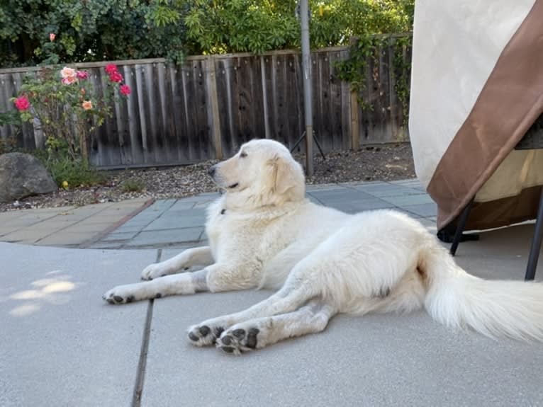 Falkor, a Great Pyrenees and Great Dane mix tested with EmbarkVet.com