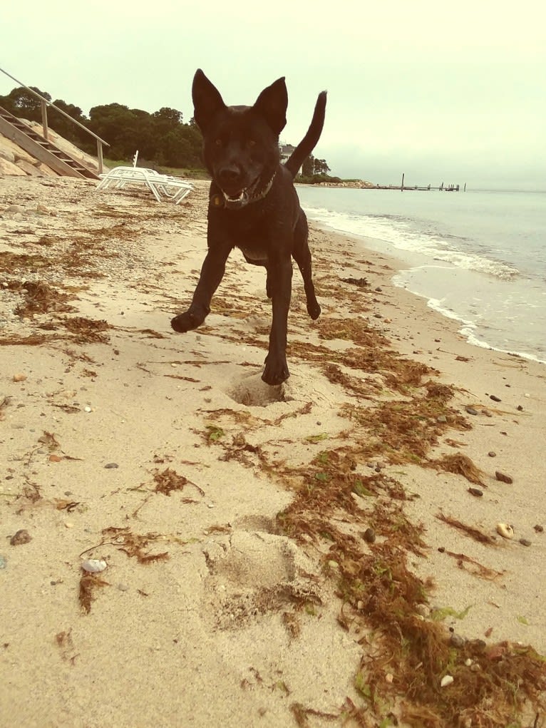 Pogie, an American Pit Bull Terrier and German Shepherd Dog mix tested with EmbarkVet.com