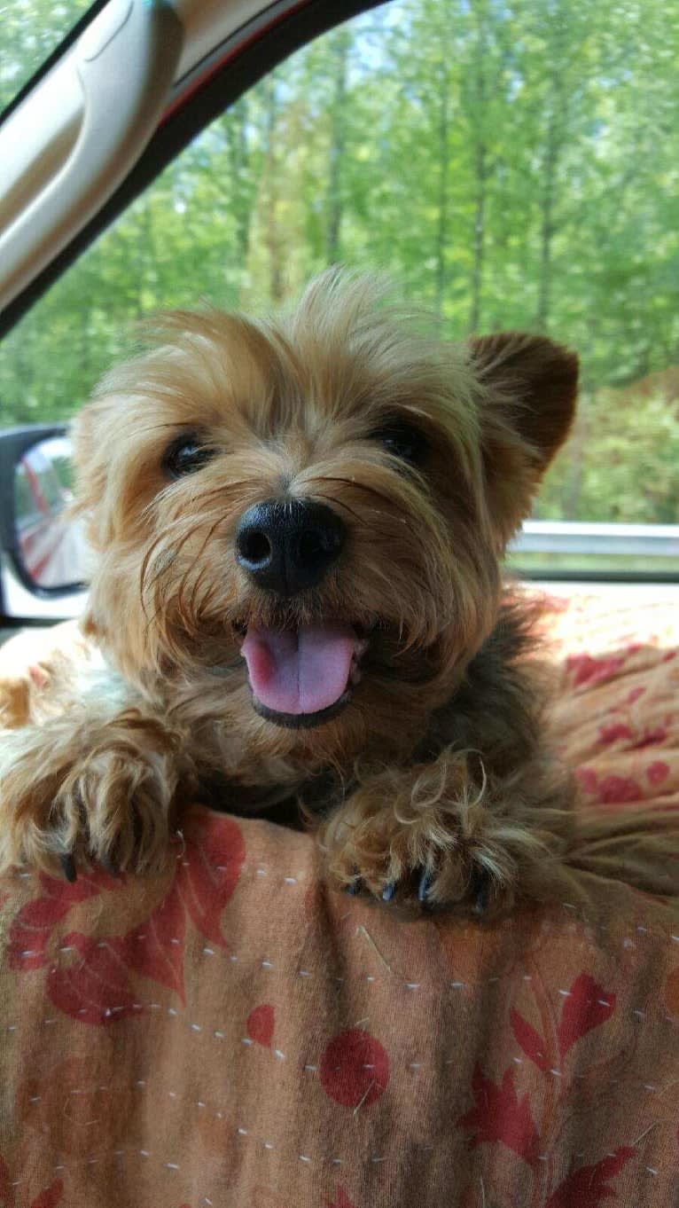 Bacon, a Yorkshire Terrier tested with EmbarkVet.com
