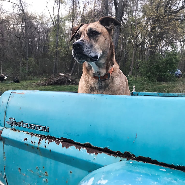 Chubs, an American Bulldog and Siberian Husky mix tested with EmbarkVet.com