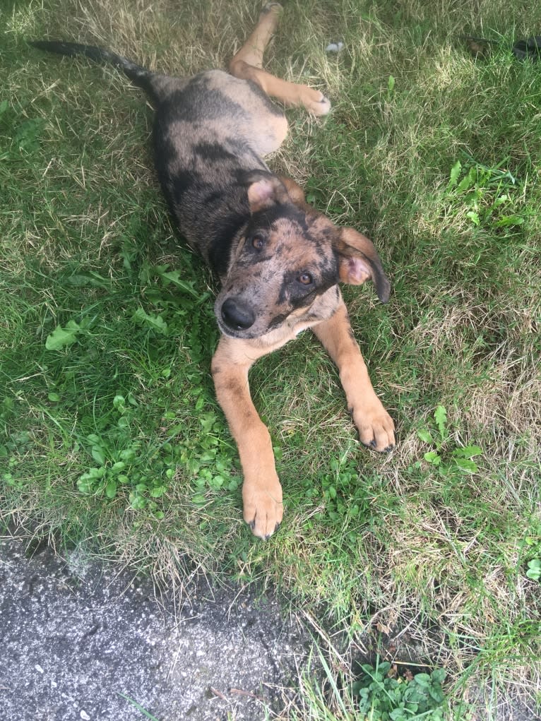 Tsunami (Sue), a Catahoula Leopard Dog and German Shepherd Dog mix tested with EmbarkVet.com