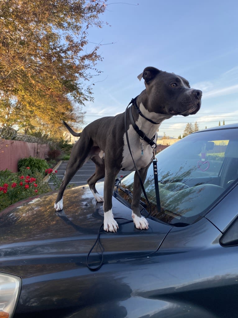 MaSiWei, an American Bully tested with EmbarkVet.com